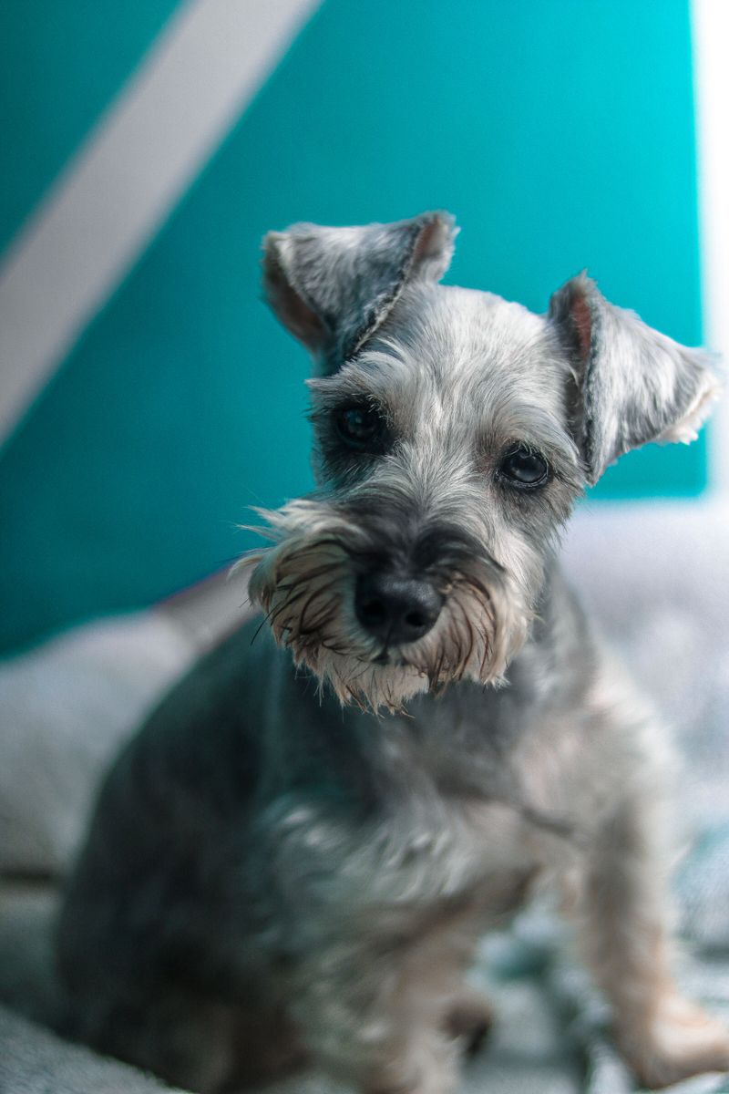 Stop wearing your dog out physically and start challenging them mentally instead 7 Miniature Schnauzer