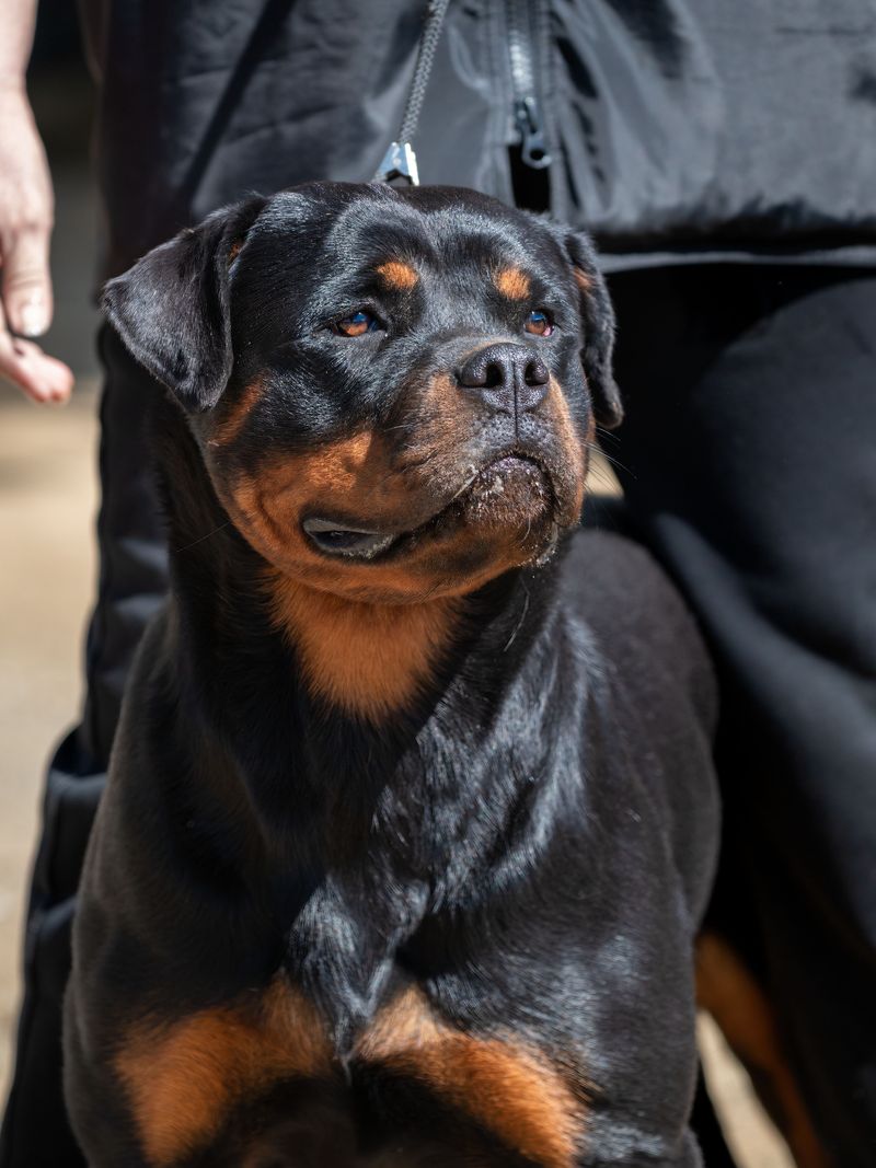 Built for serious jobs, these dog breeds combine powerful physiques with impressive jaws 2 Rottweiler