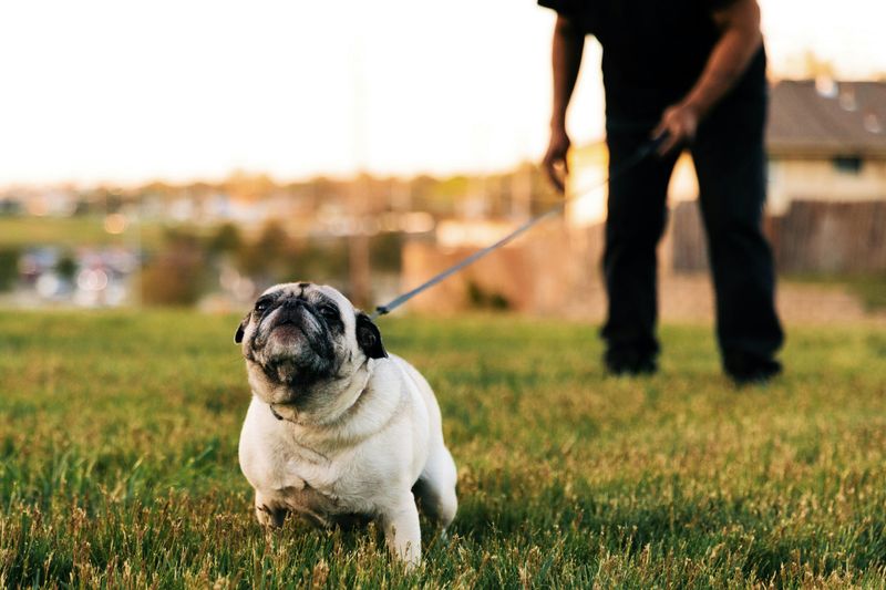 Playful behavior