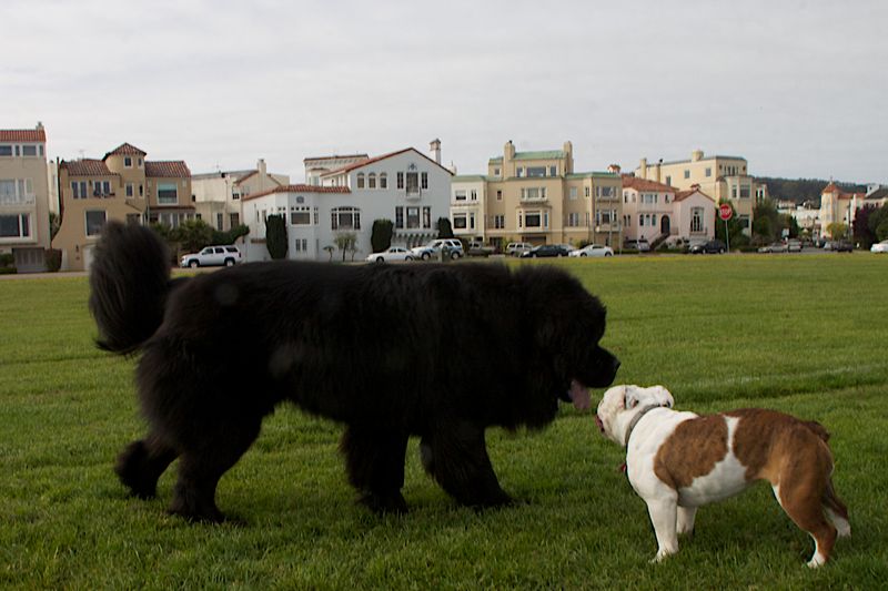 The biggest surprises about giant dog breeds usually happen after adoption 3 Newfoundland