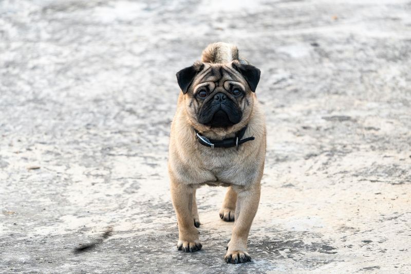 Pug