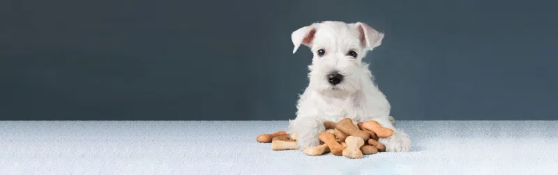 These 10 clues help explain whether your dog's behavior is loyalty or stress 8 Normal eating habits suggest loyalty