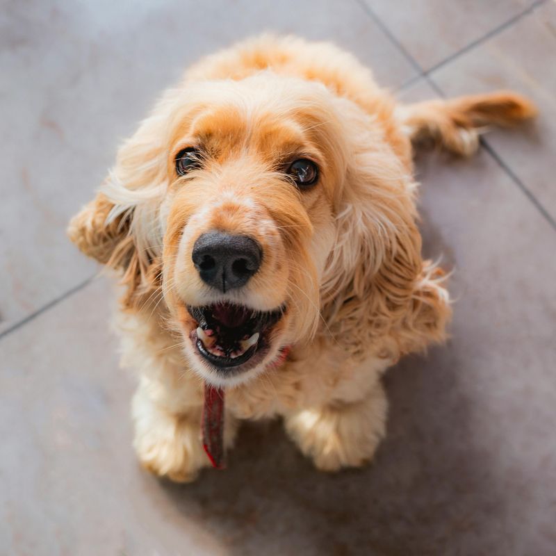 18 Best Dog Breeds for First-Time Owners Who Want a Smooth Start 10 Cocker Spaniel