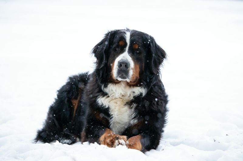Bernese Mountain Dog