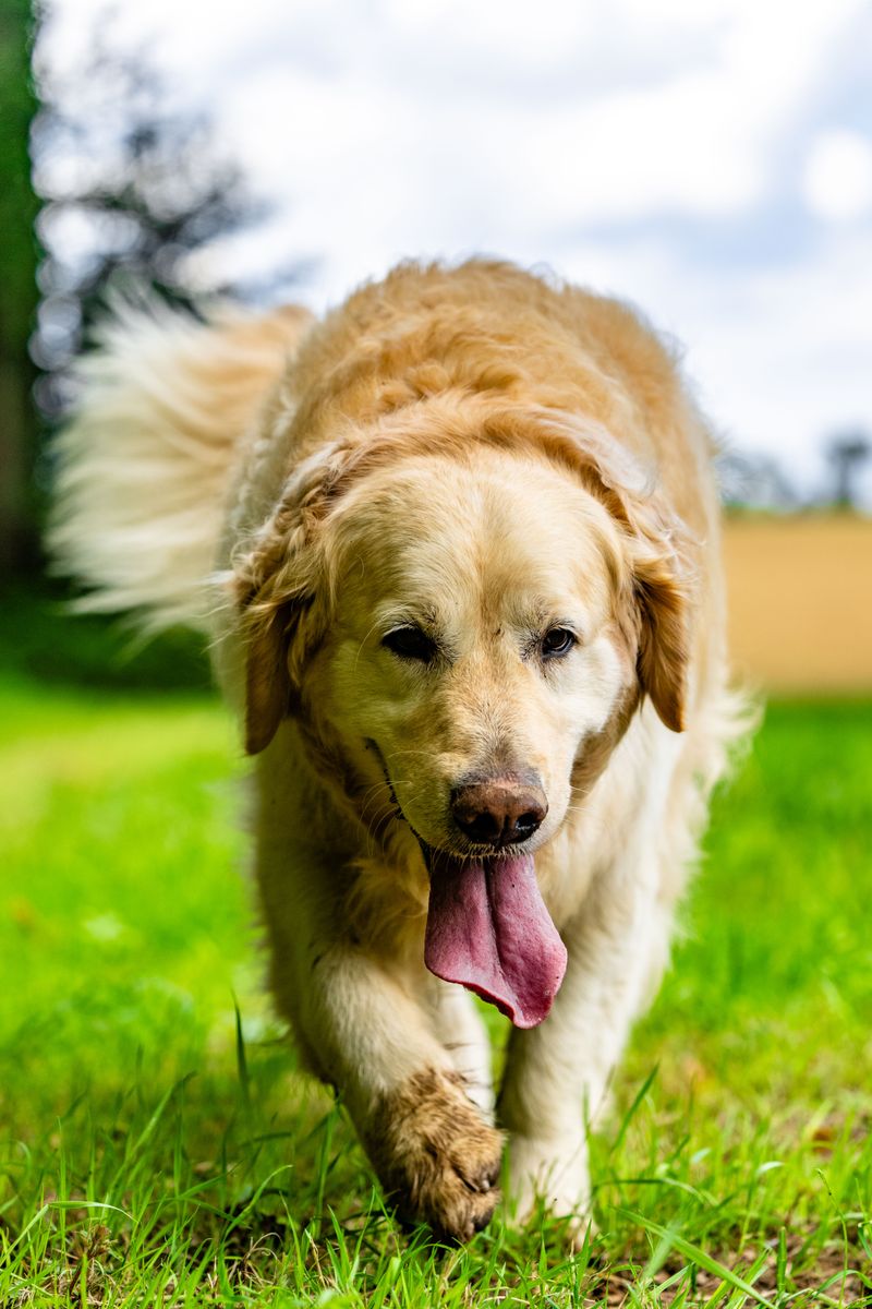 9 dogs that can pick up on subtle changes in human behavior - plus 2 known for close observation 7 Golden Retriever