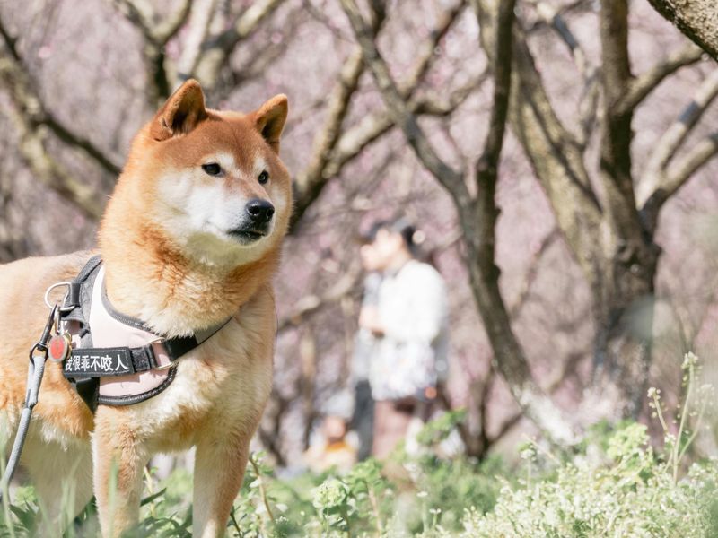 14 Best Watchdog Breeds for People Who Want a Dog That Alerts Fast 10 Shiba Inu