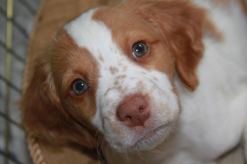 “Digital Fencing” Is Growing Fast - 18 Breeds Owners Use GPS Boundaries and Safe Zones For 13 Brittany