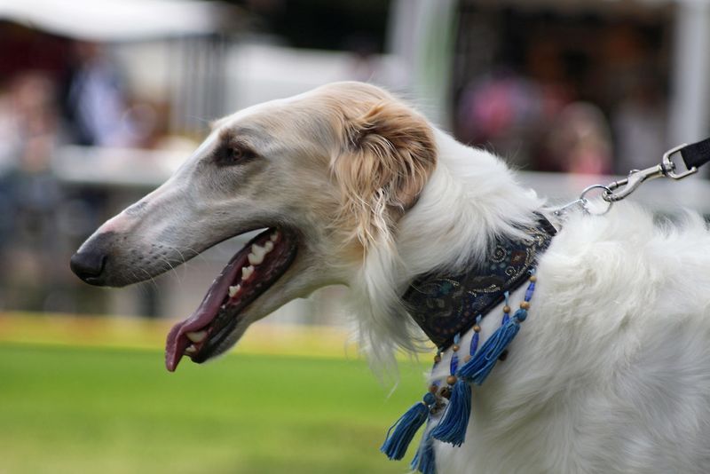 Borzoi