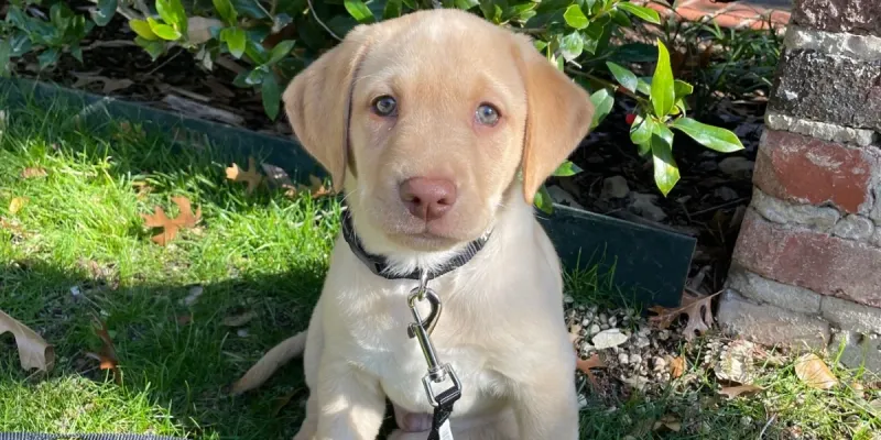 9 small things dogs truly love that many owners overlook 2 Gentle eye contact