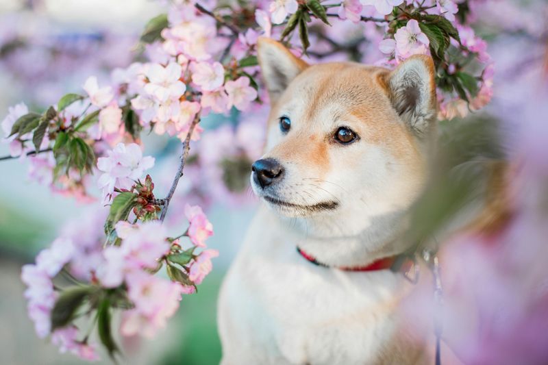 Shiba Inu