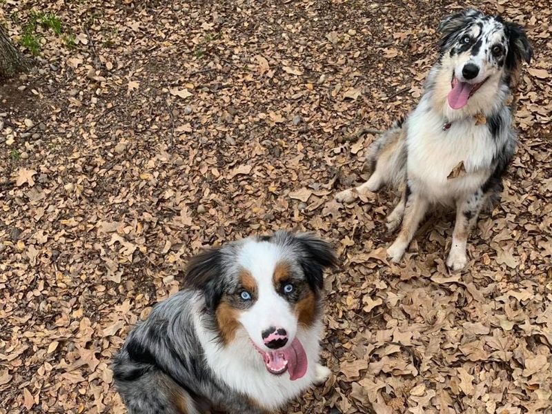 Smart dogs learn commands quickly - Unfortunately, they can learn your weaknesses just as fast 5 Australian Shepherd