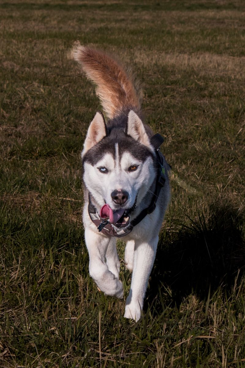 Siberian Husky: Born to Run Far