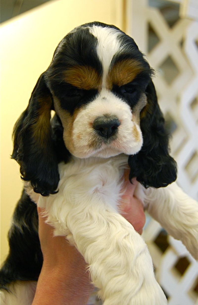 11 breeds where one simple rule can prevent bigger problems later 12 Cocker Spaniel