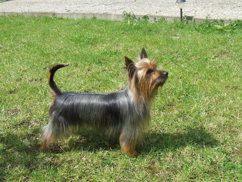 Silky Terrier