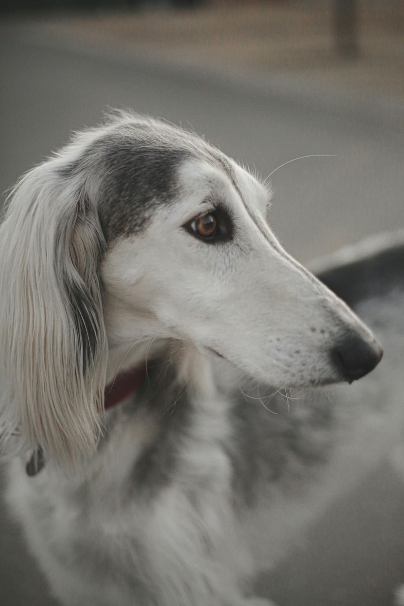 Saluki