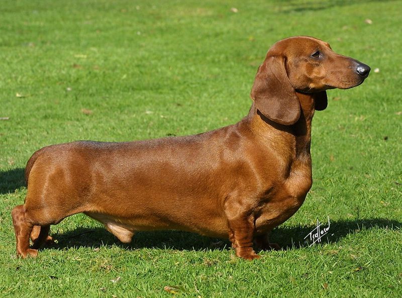 17 dog breeds that have the clearest physical features linked to their original purpose 4 Dachshund
