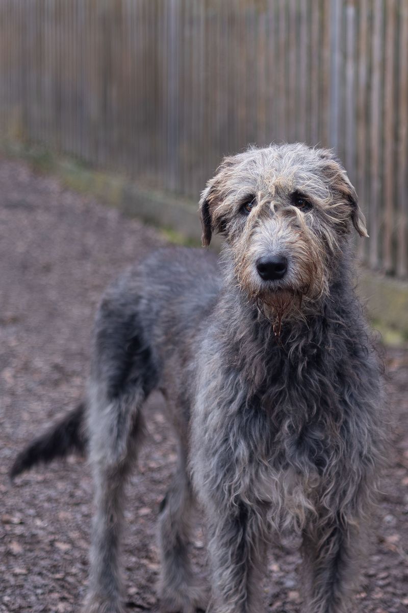 A quieter home often starts with choosing one of these naturally composed breeds 11 Irish Wolfhound