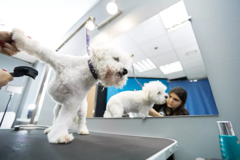 Groom Pets for Odor Prevention