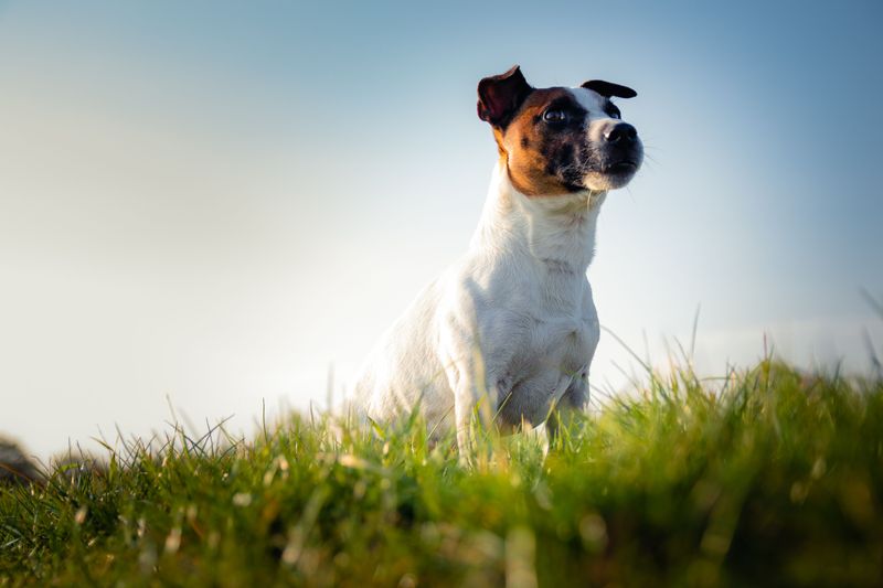 Your lifestyle may matter more than your favorite breed - these dogs show why 8 Jack Russell Terrier