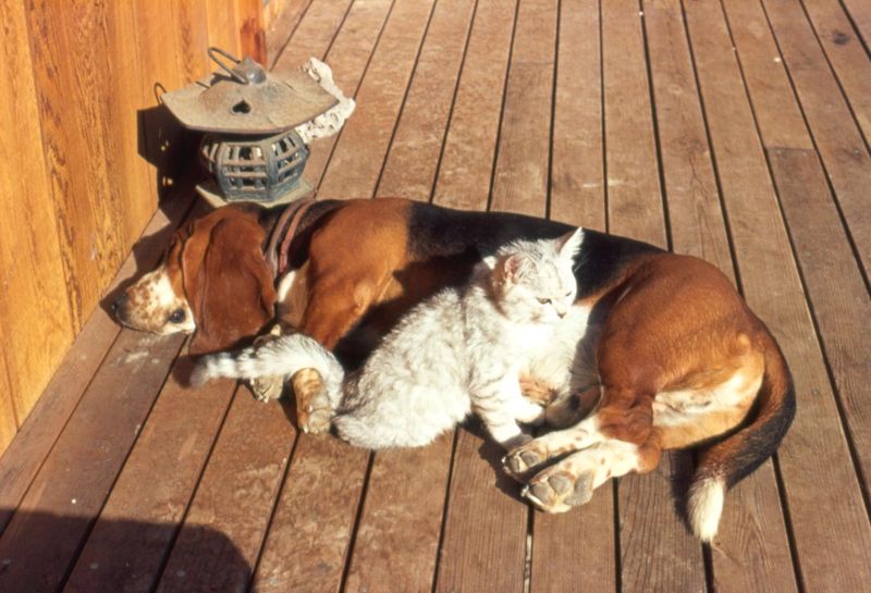 Already have pets? These dog breeds may be much less interested in starting a household rivalry 6 Basset Hound