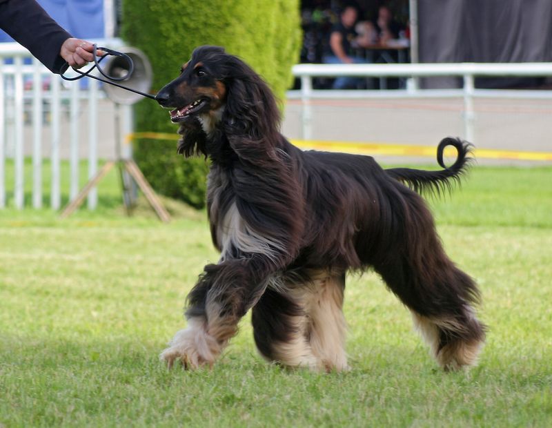 Some dogs turn heads - these unusual breeds make strangers ask what exactly they're looking at 4 Afghan Hound