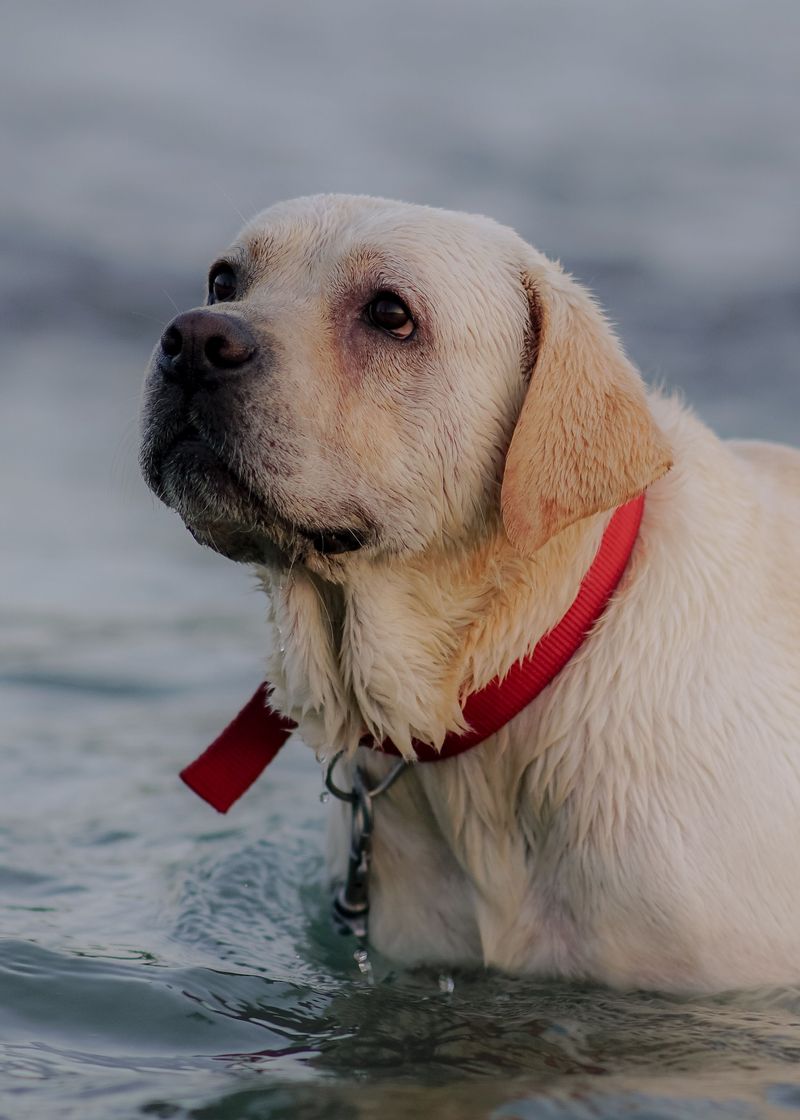 Dog ownership doesn't automatically require becoming a part-time groomer - These breeds prove it 4 Labrador Retriever