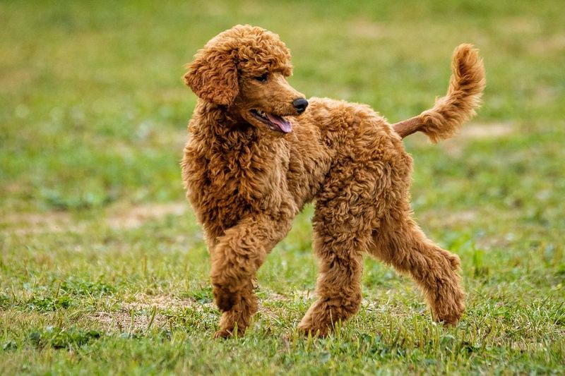 20 dog breeds that balance affection, independence, and strong instincts in unique ways 4 Poodle