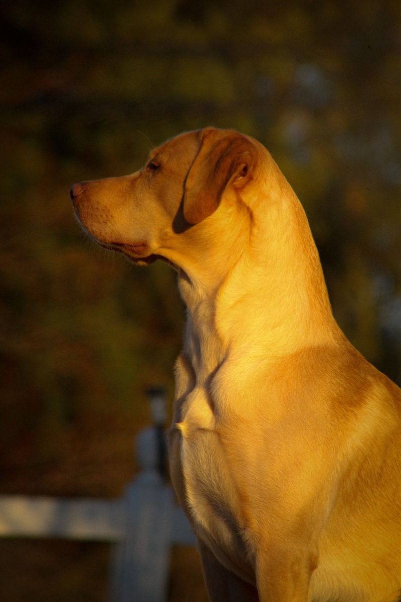 Some dog breeds leave such a lasting impression that every future companion has big shoes to fill 2 Labrador Retriever
