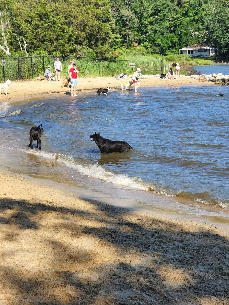Quiet Waters Dog Park - Annapolis, Maryland