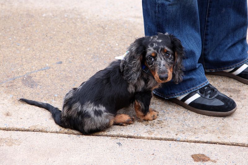 12 dogs that often benefit from one simple ear-care habit owners overlook 10 Dachshund