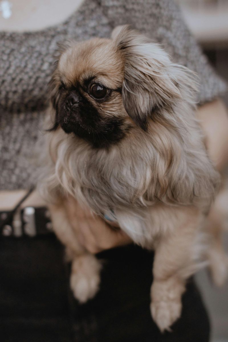 Pekingese