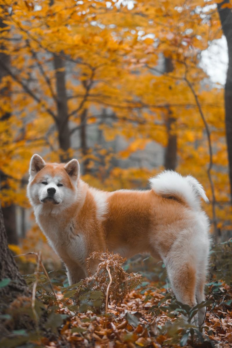 Akita - devotion with thoughtful distance