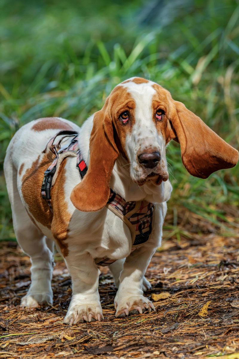 11 low-drama dog breeds that bring calm instead of constant stress 5 Basset Hound