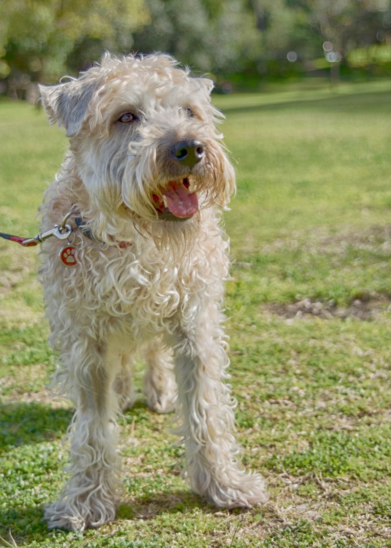 Hate dog hair everywhere? These 14 breeds make life noticeably easier 10 Soft Coated Wheaten Terrier
