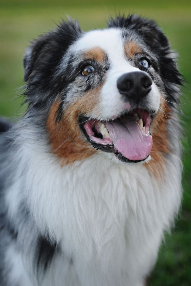 12 dogs that look impressive in photos - until their daily exercise requirements become your problem 4 Australian Shepherd: Pretty Coat, Restless Soul