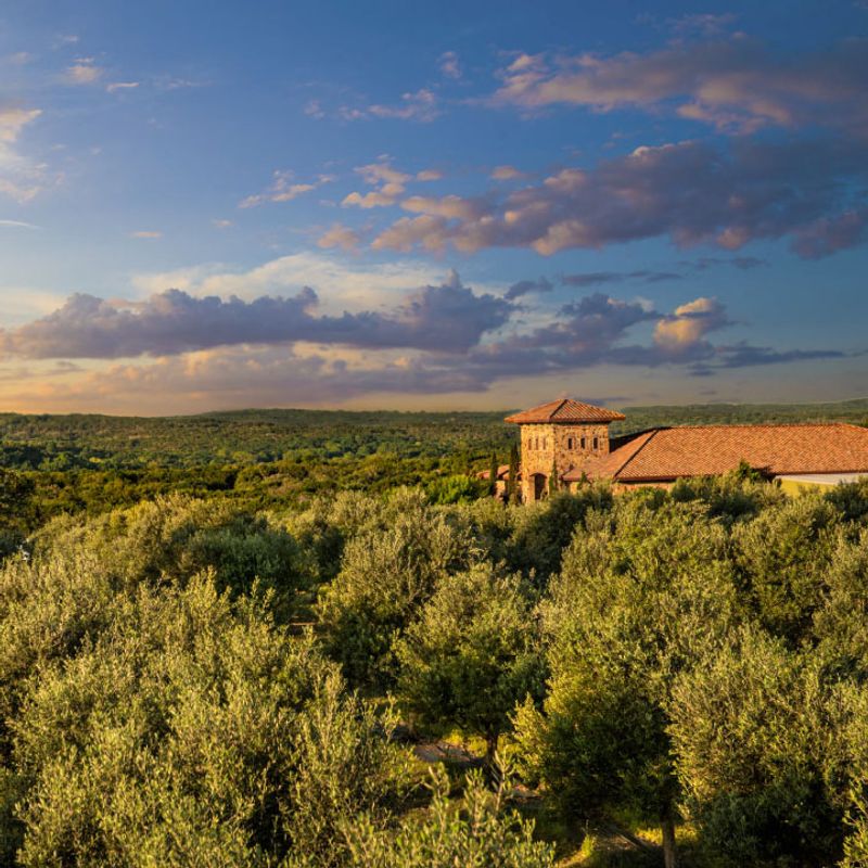 An Olive Grove on the Edge of Dripping Springs