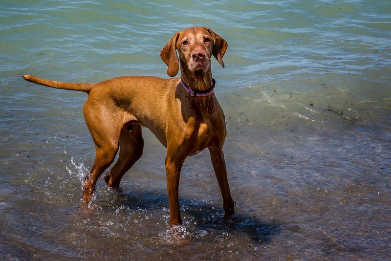 10 Dog Breeds Known for Reading Human Emotions Almost Instantly 8 Vizsla