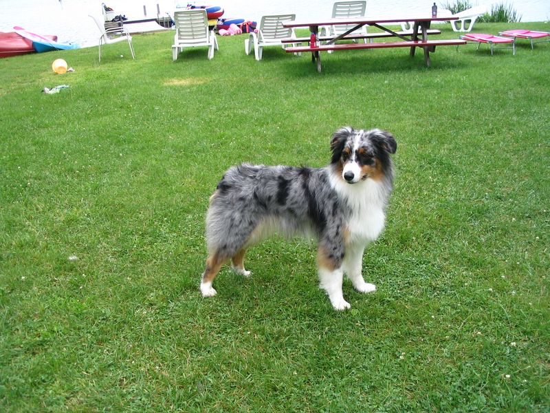 Love shepherd dogs? These breeds include a few you may never have encountered 3 Australian Shepherd