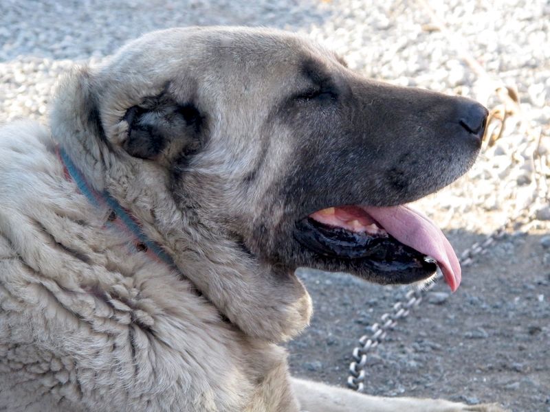 Built for demanding work, these 12 dog breeds have some of the strongest jaws around 2 Kangal