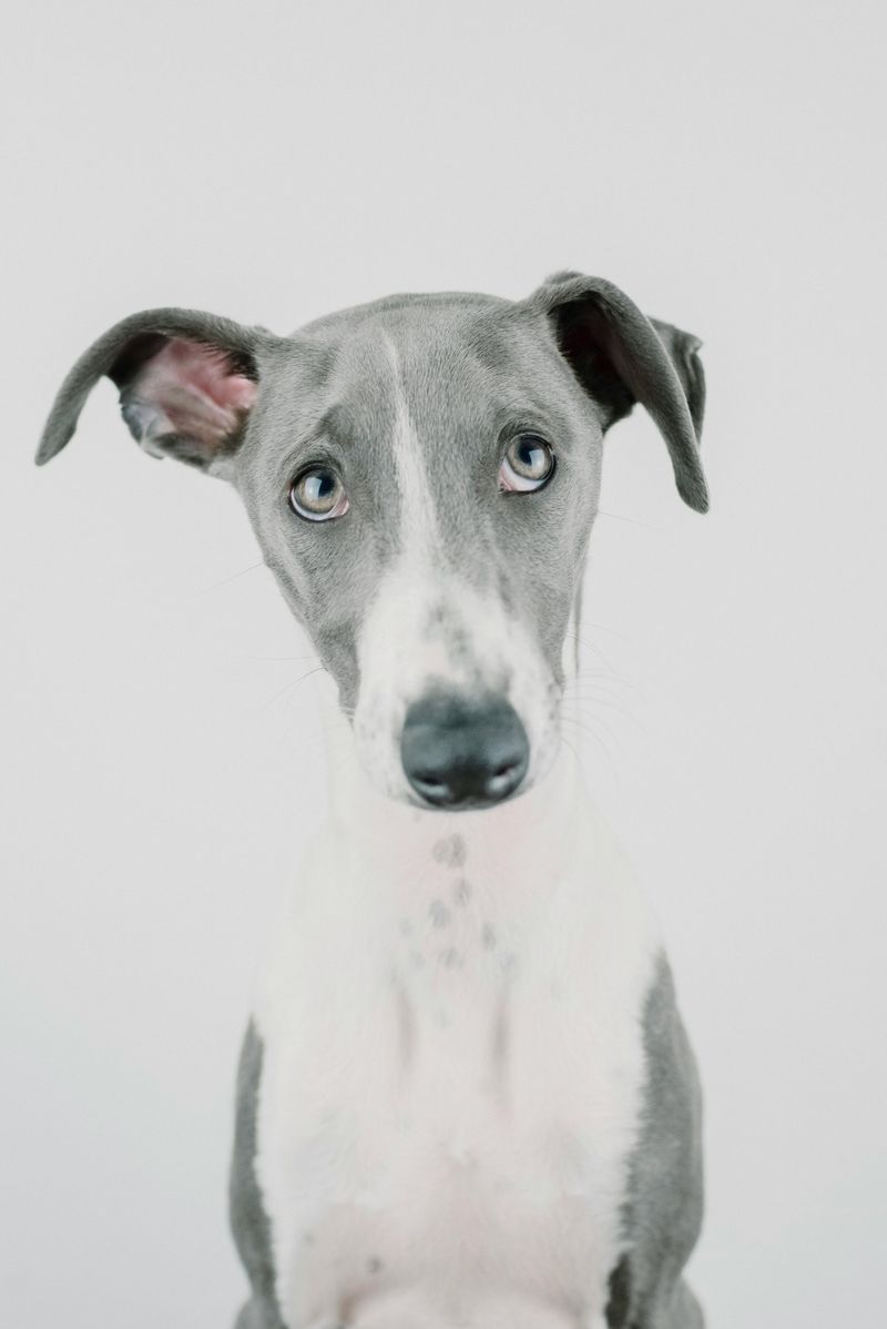 27 Compact Dog Breeds That Stay Close and Loyal to Their Families 20 Italian Greyhound