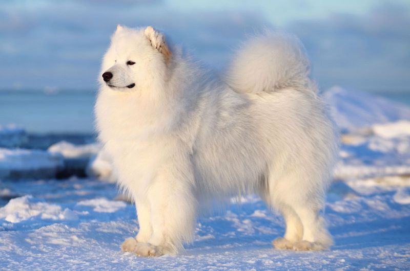 Some dogs are photogenic. These 12 practically belong on magazine covers 2 Samoyed