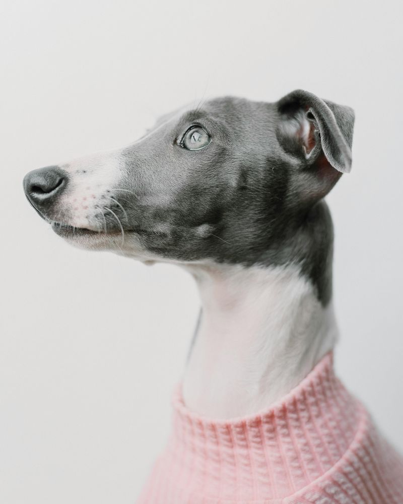 18 Best Companion Dog Breeds for People Who Live Alone 11 Italian Greyhound