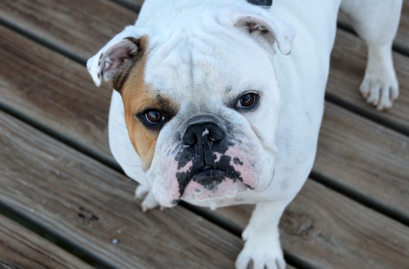 Bulldog