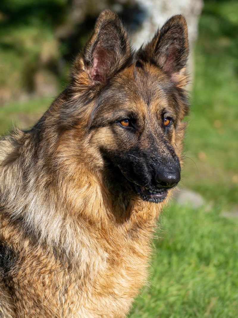10 breeds worth loving despite the extra housekeeping - plus 3 that won't keep your vacuum nearly as busy 2 German Shepherd: The Loyal Guardian