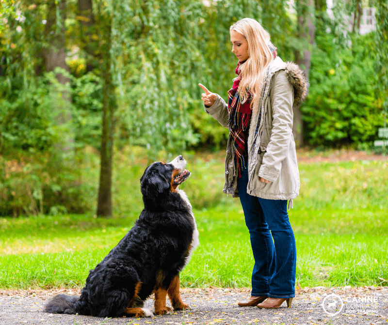 Your dog notices when your attention drifts - and these 8 behaviors prove it 9 Staring at you until you respond
