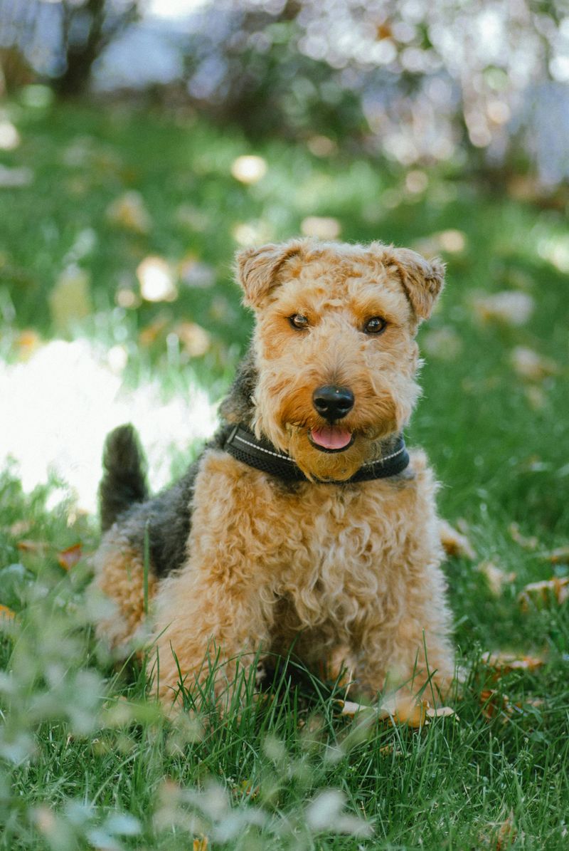 Lakeland Terrier