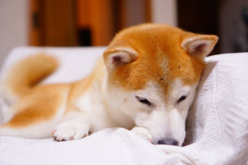 Shiba Inu: The Cat-Like Friend