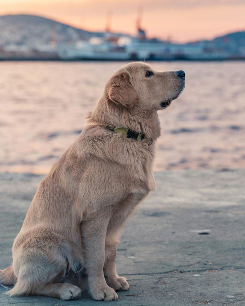 13 dog breeds known for reliable off-leash behavior 2 Golden Retriever