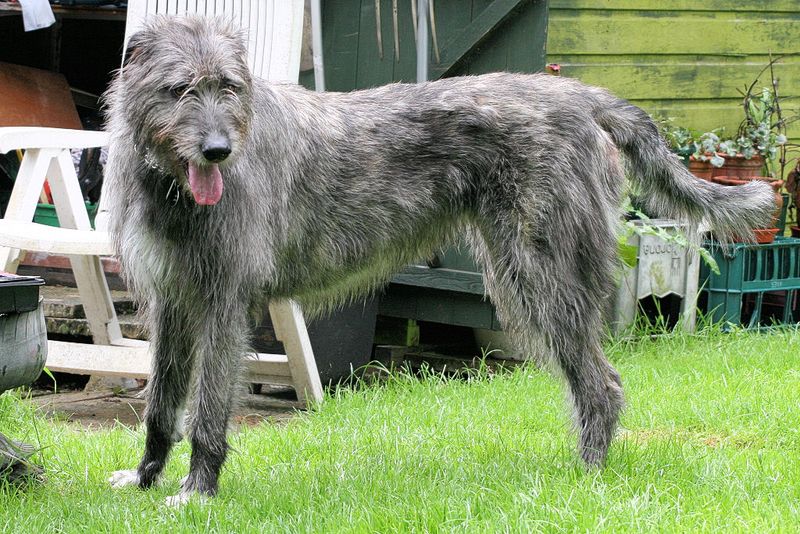 22 Small and Large Dog Breeds That Handle Being Home Alone Well 20 Scottish Deerhound