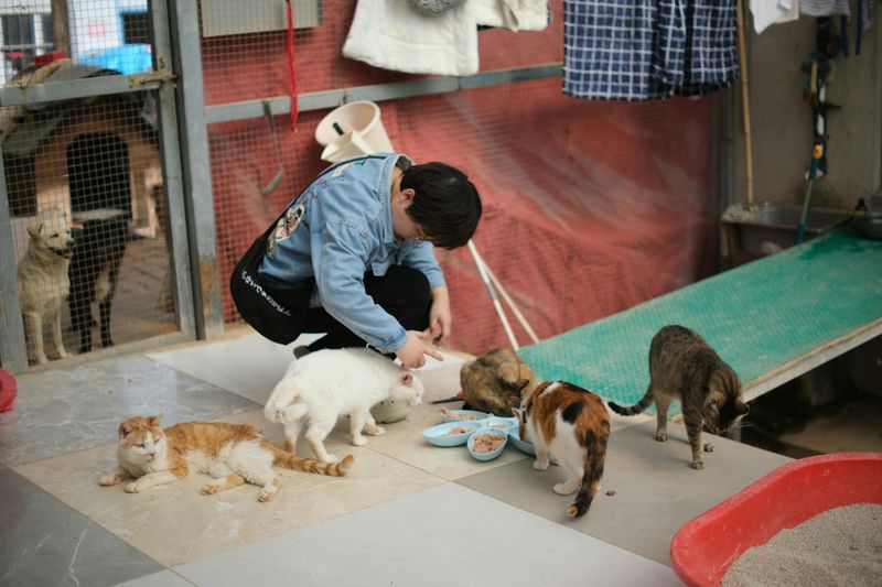10 small acts that can make a huge difference for shelter dogs 2 Donate quality food